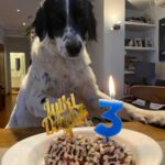 Özlem Akınözü Instagram – Evimizin gözbebeği meleğim benim,iyi ki doğmuşsun ve bizimle olmuşsun🙏🏻🐶çok uzun yıllar sağlıkla birarada🙏🏻❤️🐶 @barinak_melegi @sukranovali @setterlily iyi ki siz🙏🏻🙏🏻🙏🏻