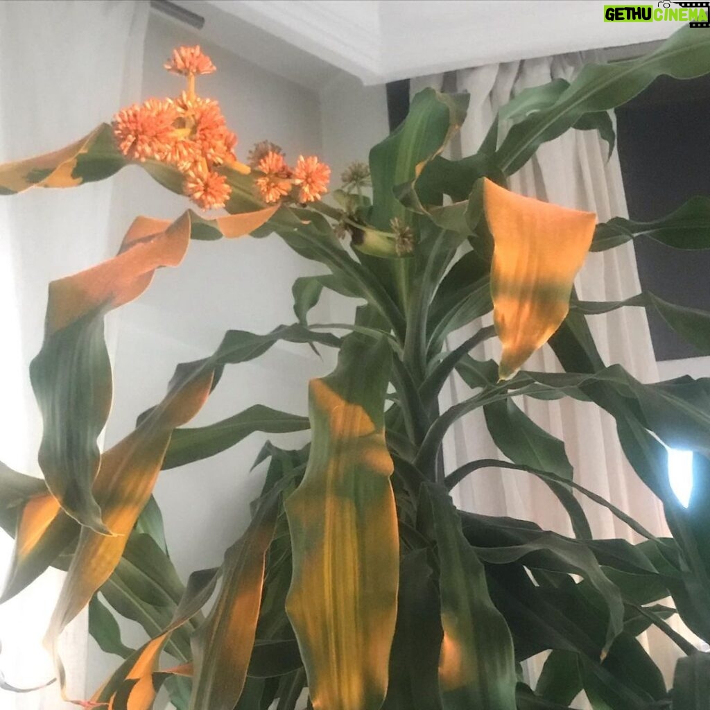Özlem Akınözü Instagram - Yuka’m çiçek açtı🙏🏻🌼