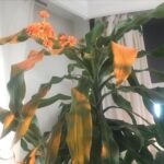 Özlem Akınözü Instagram – Yuka’m çiçek açtı🙏🏻🌼