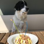 Özlem Akınözü Instagram - 2 yıl önce bu çok özel ve anlamlı günde dünyaya açtığın gözlerin,bu bayramımız gibi yıllarca bizimle olsun benim canım oğlum,meleğim🐶👼🎂👏🏻👏🏻🇹🇷🧿 @barinak_melegi @sukranovali @setterlily @burcu_bst @mertbst 🙏🏻🙏🏻