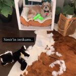 Özlem Yılmaz Instagram - Hayat bu.. Beş dakika sonra ne olacağını bilemezsin.. #zavallıkedicik 🙃