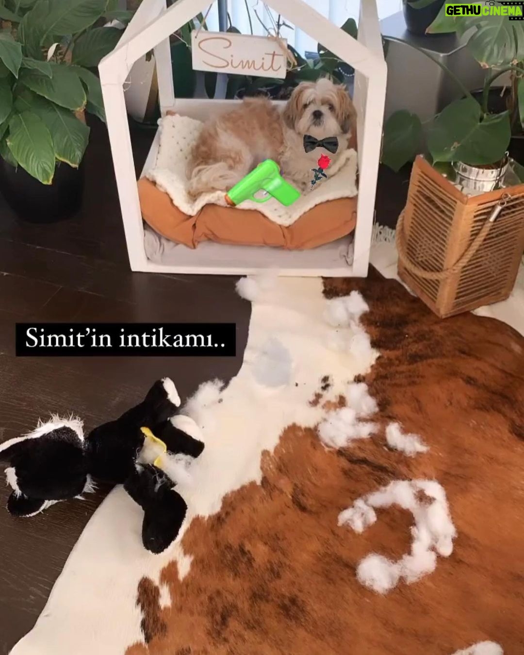 Özlem Yılmaz Instagram - Hayat bu.. Beş dakika sonra ne olacağını bilemezsin.. #zavallıkedicik 🙃