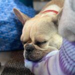 César Domboy Instagram - Ponyo barked and we instantly knew she wanted to go on a romantic weekend in Normandie with the boys. So we complied. 🤍 - Summer 2022 on film
