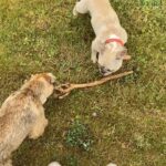 César Domboy Instagram - Ponyo barked and we instantly knew she wanted to go on a romantic weekend in Normandie with the boys. So we complied. 🤍 - Summer 2022 on film