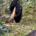 Camila Cabello Instagram - i never imagined in my wildest dreams i could one day hike in the rainforest and be able to… look in the eyes of a Silverback gorilla and literally bow in his presence. And to know that we could have an experience like this and be able to share space with these noble giants, is all made possibly by people dedicated to their conservation and protection and to know that it was good for both wildlife and the local communities was CRUCIAL. I fell in love with this place and the people we met along the way..(shout out to my friend Francois Bigirimana!!!) they have exponentially brought up the number of gorillas and are efficiently helping to save these precious creatures from extinction. Also we were able to visit Kigali and go to the Rwandan Genocide museum. Rwandans are such a compassionate, resilient, strong people 🙏🏼 literally feel like the luckiest person in the world to have gotten to experience this place, and it’s human people and non human people aka Gorillas 🦍 MURAKOZE CYANE ❤️ 🇷🇼 🦍1st Family @kwisanga_family 🦍2nd Family @muhoza_family ❤️ #thedianfosseygorillafund Volcano National Park, Rwanda