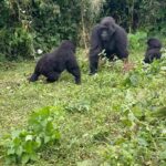 Camila Cabello Instagram - i never imagined in my wildest dreams i could one day hike in the rainforest and be able to… look in the eyes of a Silverback gorilla and literally bow in his presence. And to know that we could have an experience like this and be able to share space with these noble giants, is all made possibly by people dedicated to their conservation and protection and to know that it was good for both wildlife and the local communities was CRUCIAL. I fell in love with this place and the people we met along the way..(shout out to my friend Francois Bigirimana!!!) they have exponentially brought up the number of gorillas and are efficiently helping to save these precious creatures from extinction. Also we were able to visit Kigali and go to the Rwandan Genocide museum. Rwandans are such a compassionate, resilient, strong people 🙏🏼 literally feel like the luckiest person in the world to have gotten to experience this place, and it’s human people and non human people aka Gorillas 🦍 MURAKOZE CYANE ❤️ 🇷🇼 🦍1st Family @kwisanga_family 🦍2nd Family @muhoza_family ❤️ #thedianfosseygorillafund Volcano National Park, Rwanda