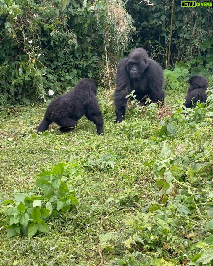 Camila Cabello Instagram - i never imagined in my wildest dreams i could one day hike in the rainforest and be able to… look in the eyes of a Silverback gorilla and literally bow in his presence. And to know that we could have an experience like this and be able to share space with these noble giants, is all made possibly by people dedicated to their conservation and protection and to know that it was good for both wildlife and the local communities was CRUCIAL. I fell in love with this place and the people we met along the way..(shout out to my friend Francois Bigirimana!!!) they have exponentially brought up the number of gorillas and are efficiently helping to save these precious creatures from extinction. Also we were able to visit Kigali and go to the Rwandan Genocide museum. Rwandans are such a compassionate, resilient, strong people 🙏🏼 literally feel like the luckiest person in the world to have gotten to experience this place, and it’s human people and non human people aka Gorillas 🦍 MURAKOZE CYANE ❤️ 🇷🇼 🦍1st Family @kwisanga_family 🦍2nd Family @muhoza_family ❤️ #thedianfosseygorillafund Volcano National Park, Rwanda