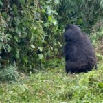 Camila Cabello Instagram - i never imagined in my wildest dreams i could one day hike in the rainforest and be able to… look in the eyes of a Silverback gorilla and literally bow in his presence. And to know that we could have an experience like this and be able to share space with these noble giants, is all made possibly by people dedicated to their conservation and protection and to know that it was good for both wildlife and the local communities was CRUCIAL. I fell in love with this place and the people we met along the way..(shout out to my friend Francois Bigirimana!!!) they have exponentially brought up the number of gorillas and are efficiently helping to save these precious creatures from extinction. Also we were able to visit Kigali and go to the Rwandan Genocide museum. Rwandans are such a compassionate, resilient, strong people 🙏🏼 literally feel like the luckiest person in the world to have gotten to experience this place, and it’s human people and non human people aka Gorillas 🦍 MURAKOZE CYANE ❤️ 🇷🇼 🦍1st Family @kwisanga_family 🦍2nd Family @muhoza_family ❤️ #thedianfosseygorillafund Volcano National Park, Rwanda