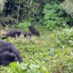 Camila Cabello Instagram - i never imagined in my wildest dreams i could one day hike in the rainforest and be able to… look in the eyes of a Silverback gorilla and literally bow in his presence. And to know that we could have an experience like this and be able to share space with these noble giants, is all made possibly by people dedicated to their conservation and protection and to know that it was good for both wildlife and the local communities was CRUCIAL. I fell in love with this place and the people we met along the way..(shout out to my friend Francois Bigirimana!!!) they have exponentially brought up the number of gorillas and are efficiently helping to save these precious creatures from extinction. Also we were able to visit Kigali and go to the Rwandan Genocide museum. Rwandans are such a compassionate, resilient, strong people 🙏🏼 literally feel like the luckiest person in the world to have gotten to experience this place, and it’s human people and non human people aka Gorillas 🦍 MURAKOZE CYANE ❤️ 🇷🇼 🦍1st Family @kwisanga_family 🦍2nd Family @muhoza_family ❤️ #thedianfosseygorillafund Volcano National Park, Rwanda
