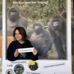 Camila Cabello Instagram - i never imagined in my wildest dreams i could one day hike in the rainforest and be able to… look in the eyes of a Silverback gorilla and literally bow in his presence. And to know that we could have an experience like this and be able to share space with these noble giants, is all made possibly by people dedicated to their conservation and protection and to know that it was good for both wildlife and the local communities was CRUCIAL. I fell in love with this place and the people we met along the way..(shout out to my friend Francois Bigirimana!!!) they have exponentially brought up the number of gorillas and are efficiently helping to save these precious creatures from extinction. Also we were able to visit Kigali and go to the Rwandan Genocide museum. Rwandans are such a compassionate, resilient, strong people 🙏🏼 literally feel like the luckiest person in the world to have gotten to experience this place, and it’s human people and non human people aka Gorillas 🦍 MURAKOZE CYANE ❤️ 🇷🇼 🦍1st Family @kwisanga_family 🦍2nd Family @muhoza_family ❤️ #thedianfosseygorillafund Volcano National Park, Rwanda