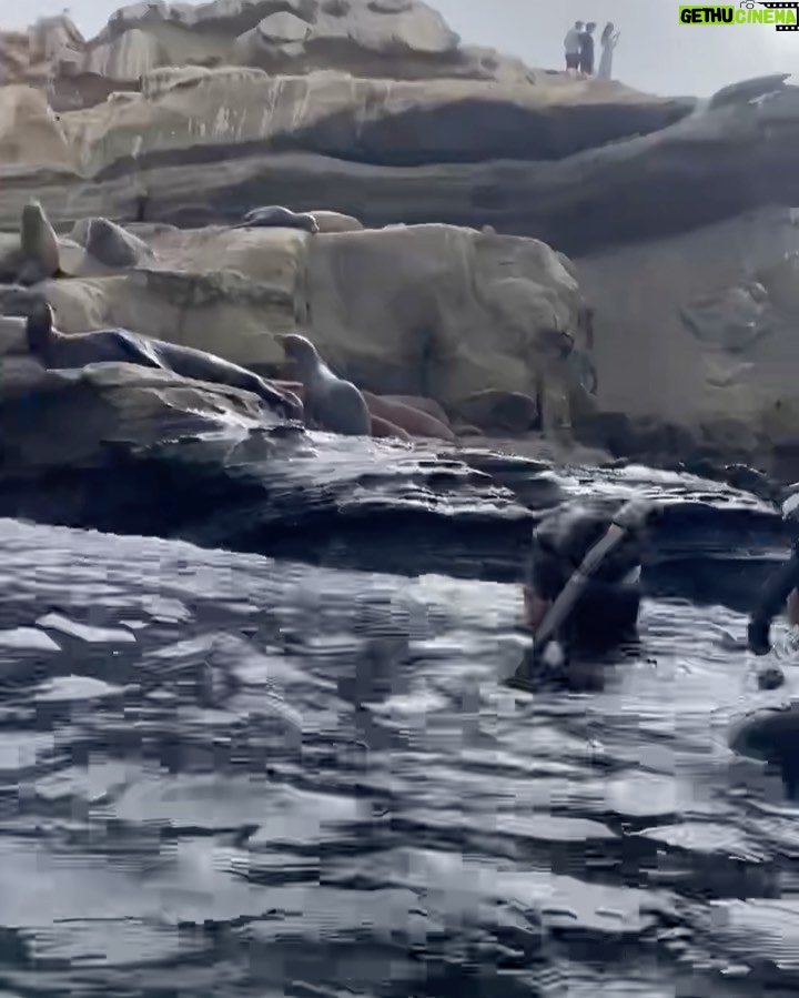 Camila Cabello Instagram - yes I did swim w sea lions this weekend and yes i do feel like they gravitated towards me and yes I do feel like animals can hear my thoughts #spotlighteffect
