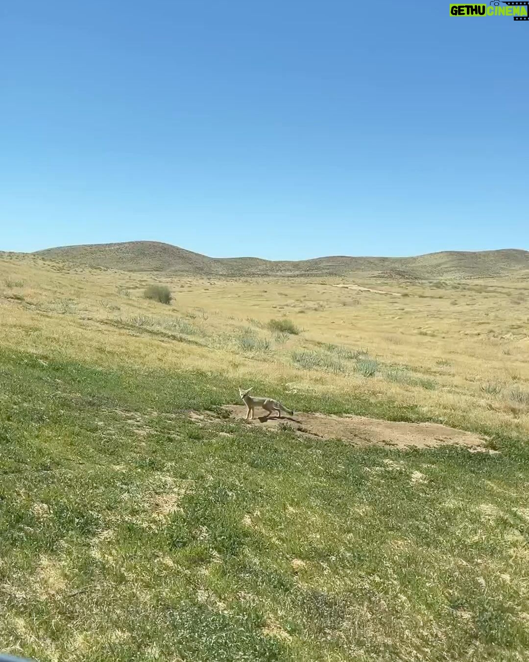 Camilo Instagram - El día que grabamos el video de palpita en el desierto cerca a Los Ángeles, nos perdimos. El lugar era en la mitad de la nada. Vi un zorro por primera vez. Un señor llegó en un carro y cuando abrió el baúl, adentro había una pizza gigante, del tamaño de un ventilador de techo y con los ingredientes estaba escrito mi nombre y el de Diljit. El viento parecía que iba a levantarnos del piso. Se me llenaron los zapatos por dentro de unos pedazos de unas plantas que se sentían como agujas. Corté una camisa y me puse las mangas de medias. Vi bailar a @diljitdosanjh con unos pasos que nunca había visto en mi vida. Y el video quedó así de increíble como ese día.