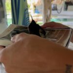 Camilo Instagram – Amanecí ilusionado porque hoy sale mi álbum DELUXE… y Dios me sorprendió con esto:
Evaluna descubrió un colibrí que se perdió dentro de la casa y estaba asustado.
Tratamos de ayudarlo, y nos permitió conocerlo, conversar con él, Evaluna le preparo un poquito de beber, nos hicimos amigos y pudimos acompañarlo hasta el momento en que retomó su vuelo.
Cuando estaba listo para irse, salió a volar y se montó en mi cabeza como despidiéndose, y regalándome uno de los momentos más lindos de mi vida.
Yo no sé cómo se comunica Dios con ustedes, pero conmigo lo hace así.