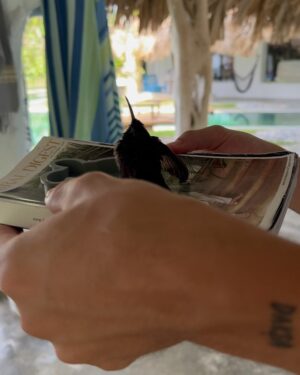 Camilo Instagram - Amanecí ilusionado porque hoy sale mi álbum DELUXE… y Dios me sorprendió con esto:
Evaluna descubrió un colibrí que se perdió dentro de la casa y estaba asustado.
Tratamos de ayudarlo, y nos permitió conocerlo, conversar con él, Evaluna le preparo un poquito de beber, nos hicimos amigos y pudimos acompañarlo hasta el momento en que retomó su vuelo.
Cuando estaba listo para irse, salió a volar y se montó en mi cabeza como despidiéndose, y regalándome uno de los momentos más lindos de mi vida.
Yo no sé cómo se comunica Dios con ustedes, pero conmigo lo hace así.