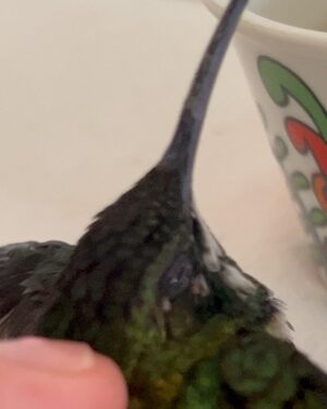Camilo Instagram - Amanecí ilusionado porque hoy sale mi álbum DELUXE… y Dios me sorprendió con esto:
Evaluna descubrió un colibrí que se perdió dentro de la casa y estaba asustado.
Tratamos de ayudarlo, y nos permitió conocerlo, conversar con él, Evaluna le preparo un poquito de beber, nos hicimos amigos y pudimos acompañarlo hasta el momento en que retomó su vuelo.
Cuando estaba listo para irse, salió a volar y se montó en mi cabeza como despidiéndose, y regalándome uno de los momentos más lindos de mi vida.
Yo no sé cómo se comunica Dios con ustedes, pero conmigo lo hace así.