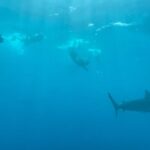 Cara Delevingne Instagram – Shark bait hoo ha ha