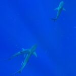 Cara Delevingne Instagram - Shark bait hoo ha ha
