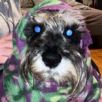 Carl Stanley Instagram - Hej Det Okända-redaktionen. Jag misstänker att min hund har blivit besatt av Satan (Belsebub). Han eldar getblod i städskrubben och har skallat ihjäl fyra pudlar och hälsat från ”Fan själv”. Veterinären som undersökte honom fick röda ögon, sa upp sig och började spela bas i metalbandet ”Landlord Hallucinations”. Snälla hjälp... Carl P.S. Vet inte om det spelar roll men han är dvärgschnauzer och lite lös i magen.