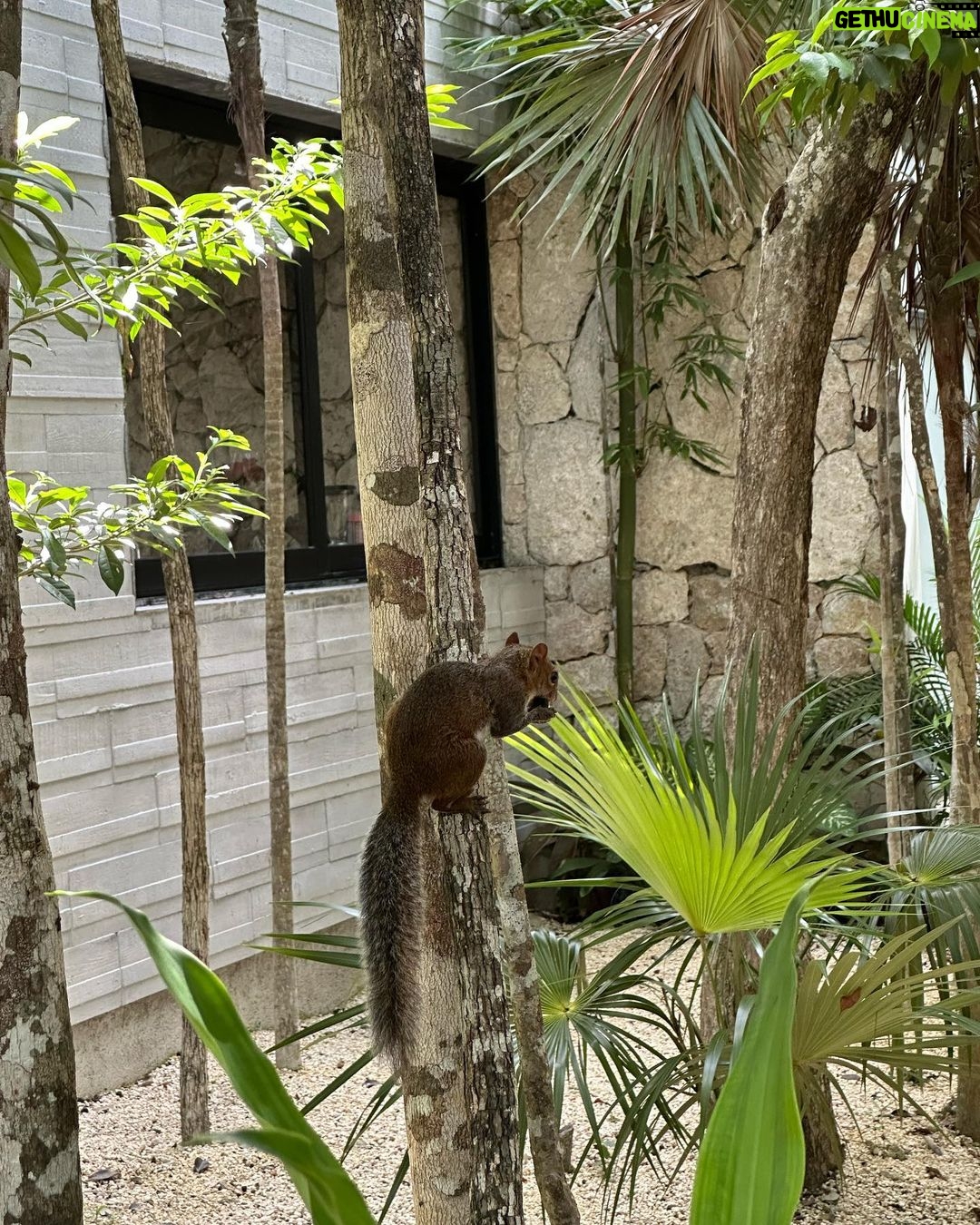 Carla Talon Instagram - sorry, seats taken Tulum, México