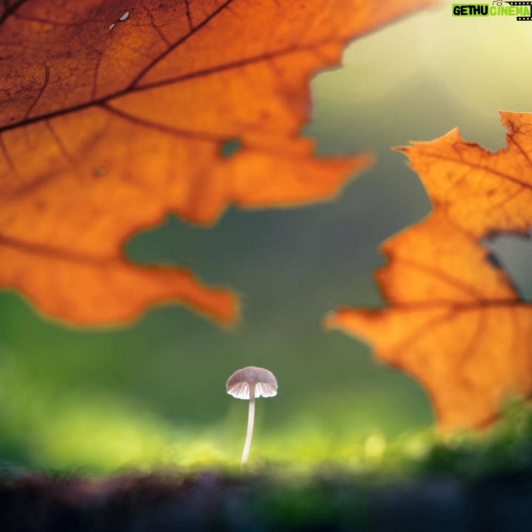 Carlos Nรณbrega Instagram - Stay close to #NATURE ๐๐บ๐๐โ โ โ โ โ โ โ โ โ #naturelovers #rumi #quote #poetry #WednesdayWisdom #landscape #clouds #sky #beauty #inspiration #Positive #love #Serenity #vibe #autumn #dreams #magic #romance #falls #trees #lake #reflections #cnlive #nuvens #travelling #viajar #carlostravelstheworld
