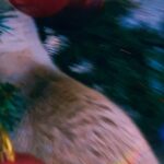Carlos Nóbrega Instagram - Isis, the Christmas cat. #cat #catsofinstagram #kitten #kittensofinstagram #christmas #christmascat #countdowntochristmas #christmascat #christmasdecorating #christmas2022 #christmastree #christmasdecor #cat #cute #gato #gatos #cnlive #kitten #soyisis #navidad2022 #natal2022