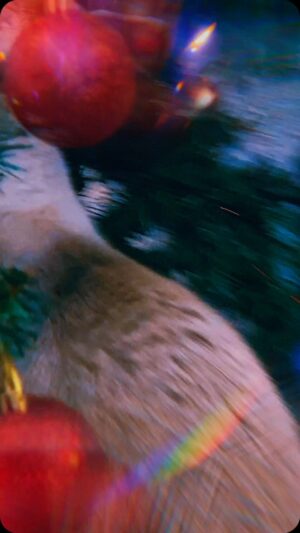 Carlos Nóbrega Instagram - Isis, the Christmas cat.

#cat #catsofinstagram #kitten #kittensofinstagram #christmas #christmascat #countdowntochristmas #christmascat #christmasdecorating #christmas2022 #christmastree #christmasdecor #cat #cute #gato #gatos #cnlive #kitten #soyisis #navidad2022 #natal2022