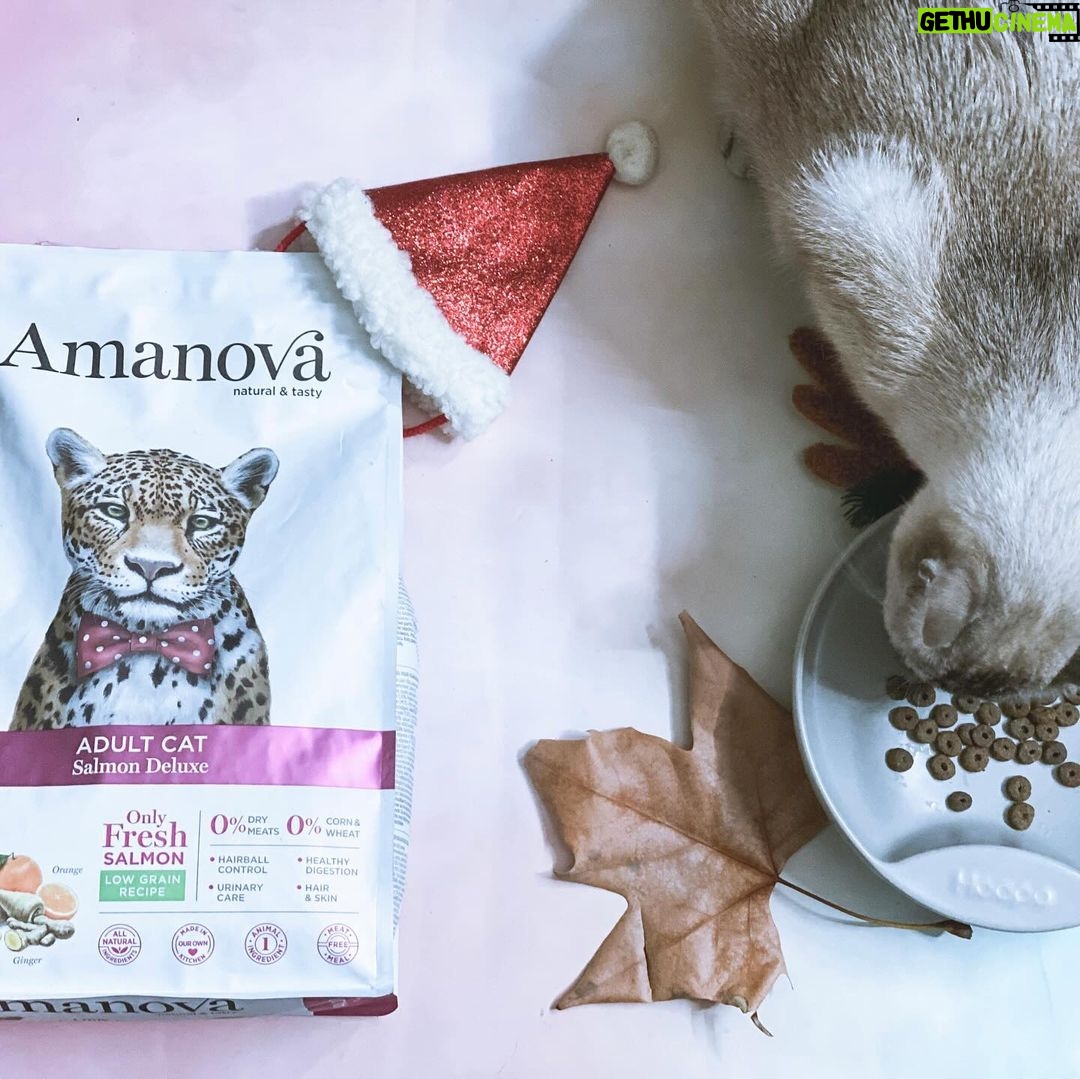 Carlos Nóbrega Instagram - “Huele delicioso. Dame.” ⠀ Un gato bien alimentado será un gato sano y feliz. 🐾🐱⠀ ❤️🐱.Isis está encantada 😺⠀ @amanovapets @theonlyfreshcompany⠀ ⠀ ⠀ Todo ingredientes frescos,saludables y naturales, 🐱qué nunca puede faltar en nuestra casa 🏠 💫⠀ ⠀ ⠀ ⠀ ⠀ ⠀ #onlyfresh #cnlive #iamisis #soyisis ⠀ #amanova #amanovaonlyfresh #amanovapetfood #amanovapets ⠀ #onlyfresh⠀ #petcareonlyfresh #cats #pets #catsofinstagram⠀ #gatos #catstagram #catlife #catlovers⠀ #comidanatural⠀