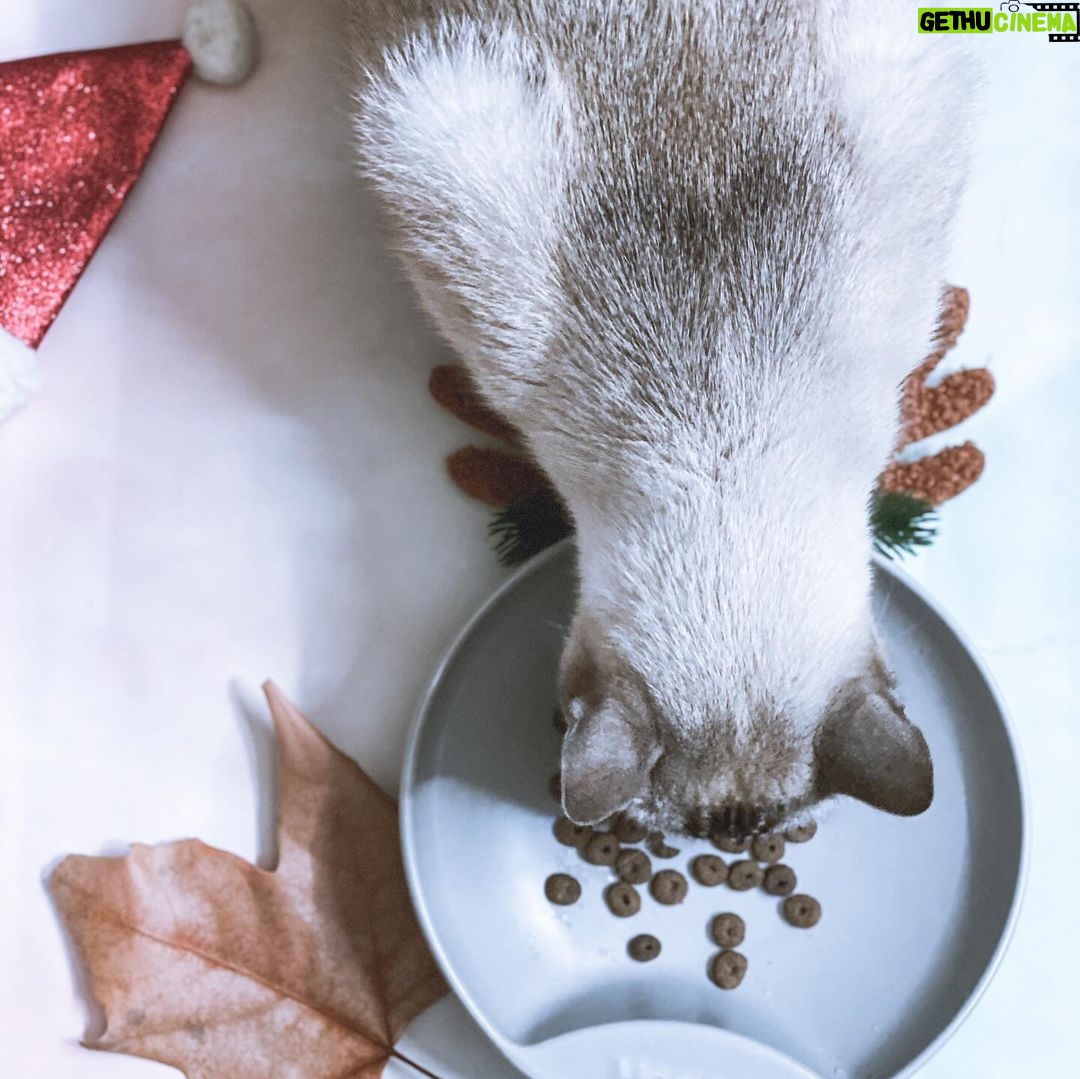 Carlos Nóbrega Instagram - “Huele delicioso. Dame.” ⠀ Un gato bien alimentado será un gato sano y feliz. 🐾🐱⠀ ❤️🐱.Isis está encantada 😺⠀ @amanovapets @theonlyfreshcompany⠀ ⠀ ⠀ Todo ingredientes frescos,saludables y naturales, 🐱qué nunca puede faltar en nuestra casa 🏠 💫⠀ ⠀ ⠀ ⠀ ⠀ ⠀ #onlyfresh #cnlive #iamisis #soyisis ⠀ #amanova #amanovaonlyfresh #amanovapetfood #amanovapets ⠀ #onlyfresh⠀ #petcareonlyfresh #cats #pets #catsofinstagram⠀ #gatos #catstagram #catlife #catlovers⠀ #comidanatural⠀