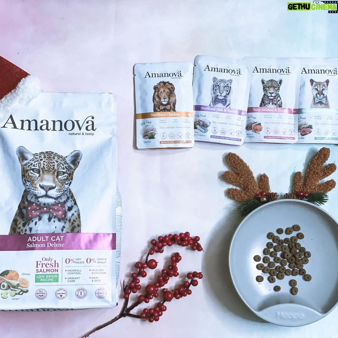 Carlos Nóbrega Instagram - “Huele delicioso. Dame.” ⠀ Un gato bien alimentado será un gato sano y feliz. 🐾🐱⠀ ❤️🐱.Isis está encantada 😺⠀ @amanovapets @theonlyfreshcompany⠀ ⠀ ⠀ Todo ingredientes frescos,saludables y naturales, 🐱qué nunca puede faltar en nuestra casa 🏠 💫⠀ ⠀ ⠀ ⠀ ⠀ ⠀ #onlyfresh #cnlive #iamisis #soyisis ⠀ #amanova #amanovaonlyfresh #amanovapetfood #amanovapets ⠀ #onlyfresh⠀ #petcareonlyfresh #cats #pets #catsofinstagram⠀ #gatos #catstagram #catlife #catlovers⠀ #comidanatural⠀