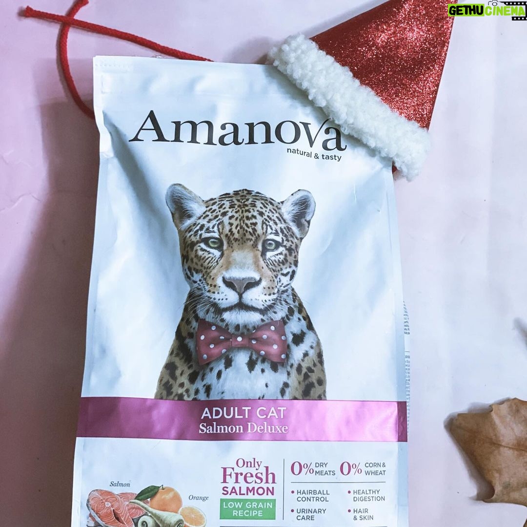 Carlos Nóbrega Instagram - “Huele delicioso. Dame.” ⠀ Un gato bien alimentado será un gato sano y feliz. 🐾🐱⠀ ❤️🐱.Isis está encantada 😺⠀ @amanovapets @theonlyfreshcompany⠀ ⠀ ⠀ Todo ingredientes frescos,saludables y naturales, 🐱qué nunca puede faltar en nuestra casa 🏠 💫⠀ ⠀ ⠀ ⠀ ⠀ ⠀ #onlyfresh #cnlive #iamisis #soyisis ⠀ #amanova #amanovaonlyfresh #amanovapetfood #amanovapets ⠀ #onlyfresh⠀ #petcareonlyfresh #cats #pets #catsofinstagram⠀ #gatos #catstagram #catlife #catlovers⠀ #comidanatural⠀