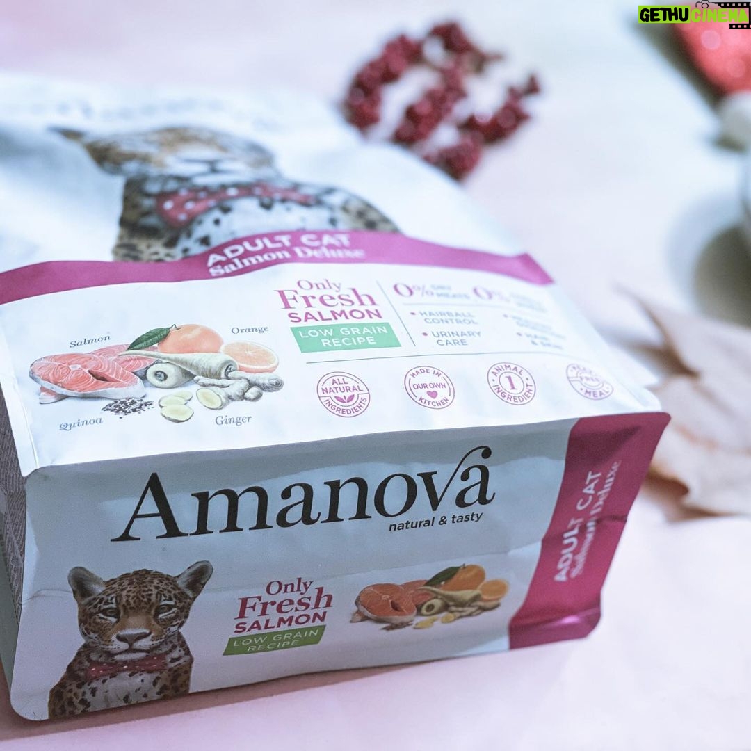 Carlos Nóbrega Instagram - “Huele delicioso. Dame.” ⠀ Un gato bien alimentado será un gato sano y feliz. 🐾🐱⠀ ❤️🐱.Isis está encantada 😺⠀ @amanovapets @theonlyfreshcompany⠀ ⠀ ⠀ Todo ingredientes frescos,saludables y naturales, 🐱qué nunca puede faltar en nuestra casa 🏠 💫⠀ ⠀ ⠀ ⠀ ⠀ ⠀ #onlyfresh #cnlive #iamisis #soyisis ⠀ #amanova #amanovaonlyfresh #amanovapetfood #amanovapets ⠀ #onlyfresh⠀ #petcareonlyfresh #cats #pets #catsofinstagram⠀ #gatos #catstagram #catlife #catlovers⠀ #comidanatural⠀