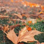 Carlos Nóbrega Instagram – Autumn is a second spring when every leaf is a flower…🍁 ⠀
⠀
•⠀
•⠀
#autumn #outono #nature #photography