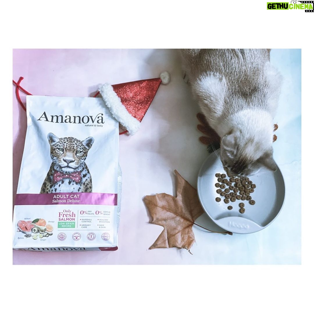 Carlos Nóbrega Instagram - “Huele delicioso. Dame.” ⠀ Un gato bien alimentado será un gato sano y feliz. 🐾🐱⠀ ❤️🐱.Isis está encantada 😺⠀ @amanovapets @theonlyfreshcompany⠀ ⠀ ⠀ Todo ingredientes frescos,saludables y naturales, 🐱qué nunca puede faltar en nuestra casa 🏠 💫⠀ ⠀ ⠀ ⠀ ⠀ ⠀ #onlyfresh #cnlive #iamisis #soyisis ⠀ #amanova #amanovaonlyfresh #amanovapetfood #amanovapets ⠀ #onlyfresh⠀ #petcareonlyfresh #cats #pets #catsofinstagram⠀ #gatos #catstagram #catlife #catlovers⠀ #comidanatural⠀