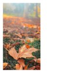 Carlos Nóbrega Instagram – Autumn is a second spring when every leaf is a flower…🍁 ⠀
⠀
•⠀
•⠀
#autumn #outono #nature #photography