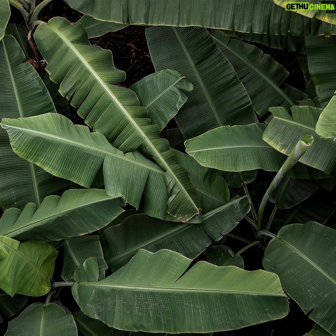 Carlos Nóbrega Instagram - Weekends are for gardening. Post plants.⠀ ⠀ ⠀ ⠀ ⠀ ⠀ ⠀ ⠀ ⠀ ⠀ ⠀ ⠀ #indoorplants #indoorjungle #plantcollection #tropicalplants #catsandplants #iloveplants #plantsmakepeoplehappy #plants #plantas #flores #cnlive #green #verde #cnlive #gardenlovers #inmygarden #instaplants #instagardeners #plantaleaf #home