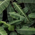 Carlos Nóbrega Instagram - Weekends are for gardening. Post plants.⠀ ⠀ ⠀ ⠀ ⠀ ⠀ ⠀ ⠀ ⠀ ⠀ ⠀ ⠀ #indoorplants #indoorjungle #plantcollection #tropicalplants #catsandplants #iloveplants #plantsmakepeoplehappy #plants #plantas #flores #cnlive #green #verde #cnlive #gardenlovers #inmygarden #instaplants #instagardeners #plantaleaf #home