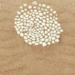 Carole Richert Instagram - S’accrocher à des bouts de beauté, des lambeaux d’art, des messages parsemés, tiens, voici une auréole de coquillages qui tourneboule dans un monde qui ne tourne pas rond et dont la violence met à terre . #prière