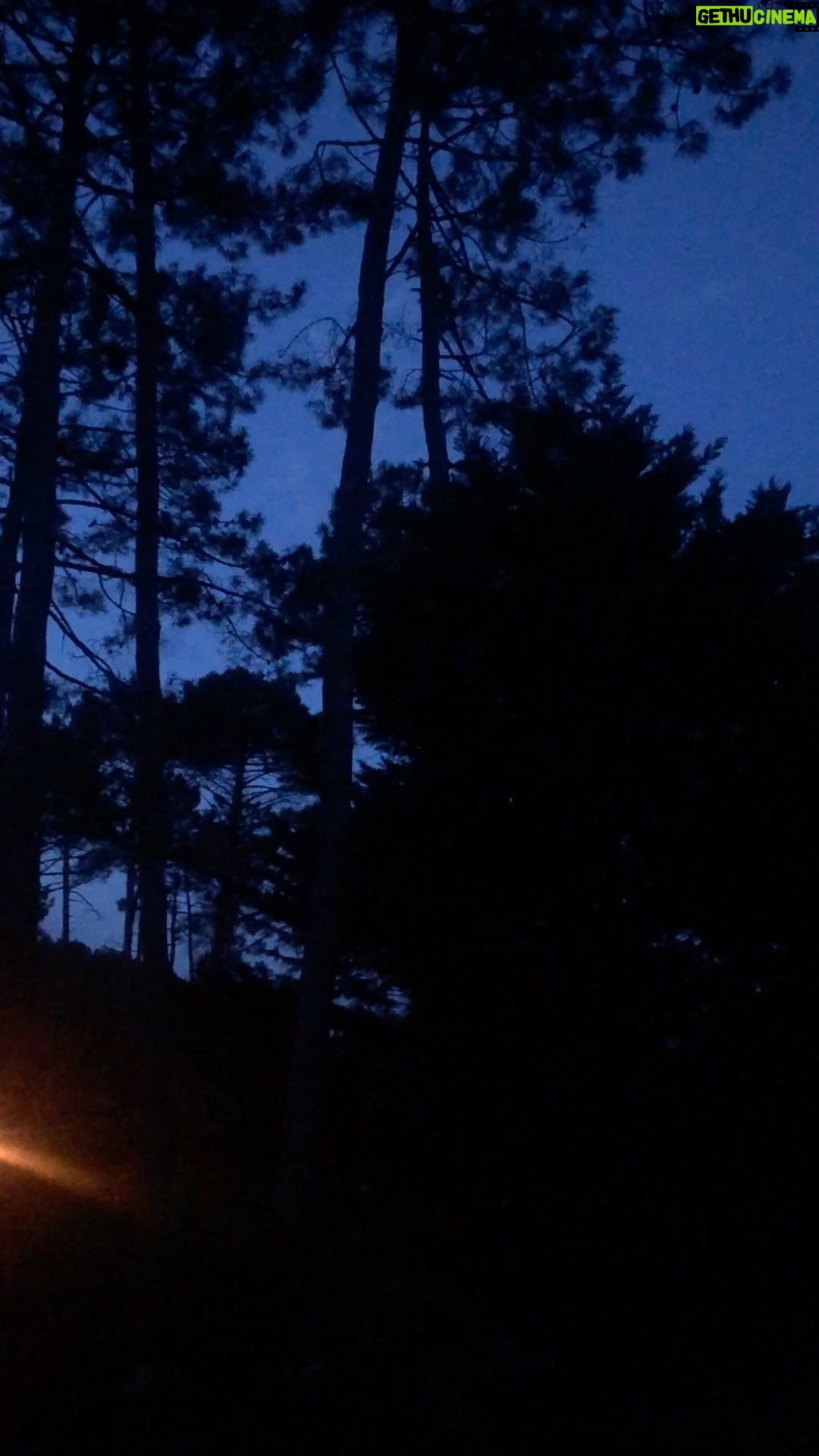 Carole Richert Instagram - Mon réveil matin…Tant d’oiseaux dans la forêt des Landes et l’océan en bruit de fond! magique, non? #çagazouille #concert #oiseau #foretdeslandes