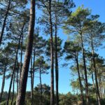 Carole Richert Instagram - Premiers pas, premier selfie, premières impressions, le soleil est là , le ciel est bleu …J’apprécie ce premier jour de l’an, je le vole à la morosité , l’embrasse et vous souhaite une belle année, la nature a un effet si puissant que j’en oublie parfois la réalité et me nourrit de cette beauté partout autour de moi …Je la partage, comme un cadeau…de Nouvel an! Bonjour 2024 ❤️❤️❤️ et mes meilleurs vœux à tous 🙏🌟 #2024 #nouvelan #espoir #paix #joie #douceur