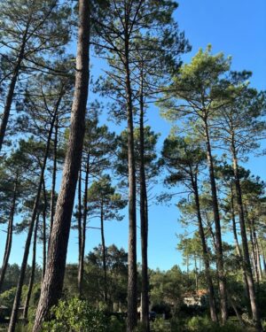 Carole Richert Instagram - Premiers pas, premier selfie, premières impressions,  le soleil  est là , le ciel est bleu …J’apprécie ce premier jour de l’an, je le vole à la morosité , l’embrasse et vous souhaite une belle année, la nature a  un effet si puissant  que j’en oublie parfois la réalité et me nourrit de cette beauté partout autour de moi …Je la partage, comme un cadeau…de Nouvel an! Bonjour 2024 ❤️❤️❤️ et mes meilleurs vœux  à tous 🙏🌟 #2024 #nouvelan #espoir #paix #joie #douceur