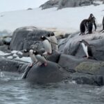Cassandra Scerbo Instagram - BECAUSE THE PENGUINS DESERVE THEIR OWN POST 😍 These little creatures are truly unbelievable! Antarctica
