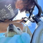 Catherine Bell Instagram - The teeth tho! 🐶 🦷 @charlie_chi_weenie #puppyteeth #puppies #puppiesofinstagram #islandlife #beachlife @radpowerbikes