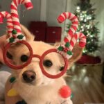 Catherine Bell Instagram - A little “elf” helped with tree trimming this year (his first Christmas with us - we got him Dec 26 last year!) 🐶🎄🤶🏼