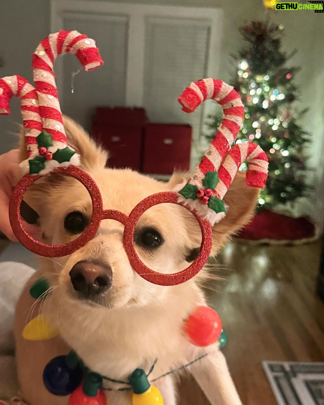 Catherine Bell Instagram - A little โelfโ helped with tree trimming this year (his first Christmas with us - we got him Dec 26 last year!) ๐ถ๐๐คถ๐ผ