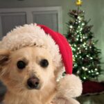 Catherine Bell Instagram - A little “elf” helped with tree trimming this year (his first Christmas with us - we got him Dec 26 last year!) 🐶🎄🤶🏼