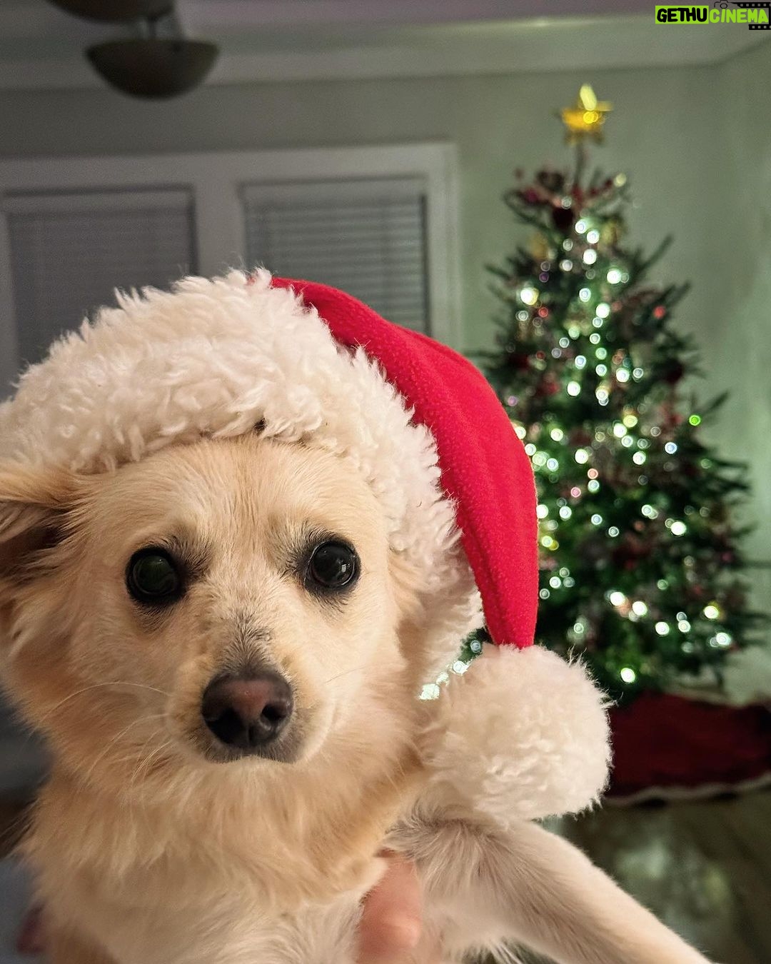Catherine Bell Instagram - A little โelfโ helped with tree trimming this year (his first Christmas with us - we got him Dec 26 last year!) ๐ถ๐๐คถ๐ผ