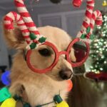 Catherine Bell Instagram - A little “elf” helped with tree trimming this year (his first Christmas with us - we got him Dec 26 last year!) 🐶🎄🤶🏼