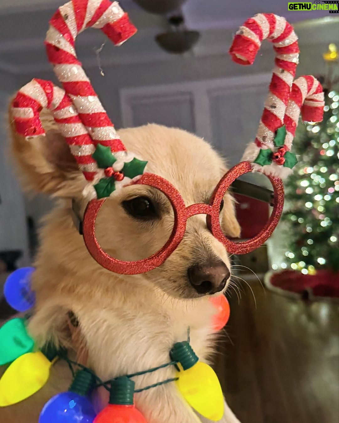 Catherine Bell Instagram - A little โelfโ helped with tree trimming this year (his first Christmas with us - we got him Dec 26 last year!) ๐ถ๐๐คถ๐ผ