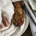 Celina Jaitly Instagram - Dear leaders of the world, You all have let every child of #palestine down. 30,000 children have died and more die as I write this. The few remaining are maimed, orphaned and starving. We cannot build peace for anyone or any country on the graves of the children of #palastine Almost every child of Palestine is dead and every civilian has been made to pay a very brutal price for the actions of Hamas. This year brings the most horrific, heartbreaking images. These images will haunt and tarnish this century just like the images of world war two did the last. Where is foreign policy ? Where is international diplomacy, where are the drafters of charters of human rights ? Why cannot the greatest leaderships of this world come together to end this carnage to stop this war. My heart remains broken as I end this year with a prayer for peace and protection of all families😞!! “Krishnam Vande Jagathgurum” May you all and your respective families, by the Divine grace stay safe and blessed forever. Hare Krishna !! Images: Belal Khalid @belalkh | Wissam Nassar @wissamgaza #palestine #palestine🇵🇸 #gaza #stopthewar #endwar #peace #celinajaitly #celinajaitley #bollywood #ceasefirenow🇵🇸