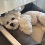 Cha Eun-woo Instagram - 오사동🐶🐾